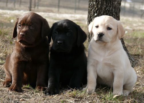 Akc shops puppies